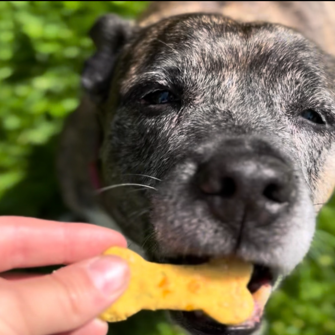 Grain Free Cheddar Cheese & Apple