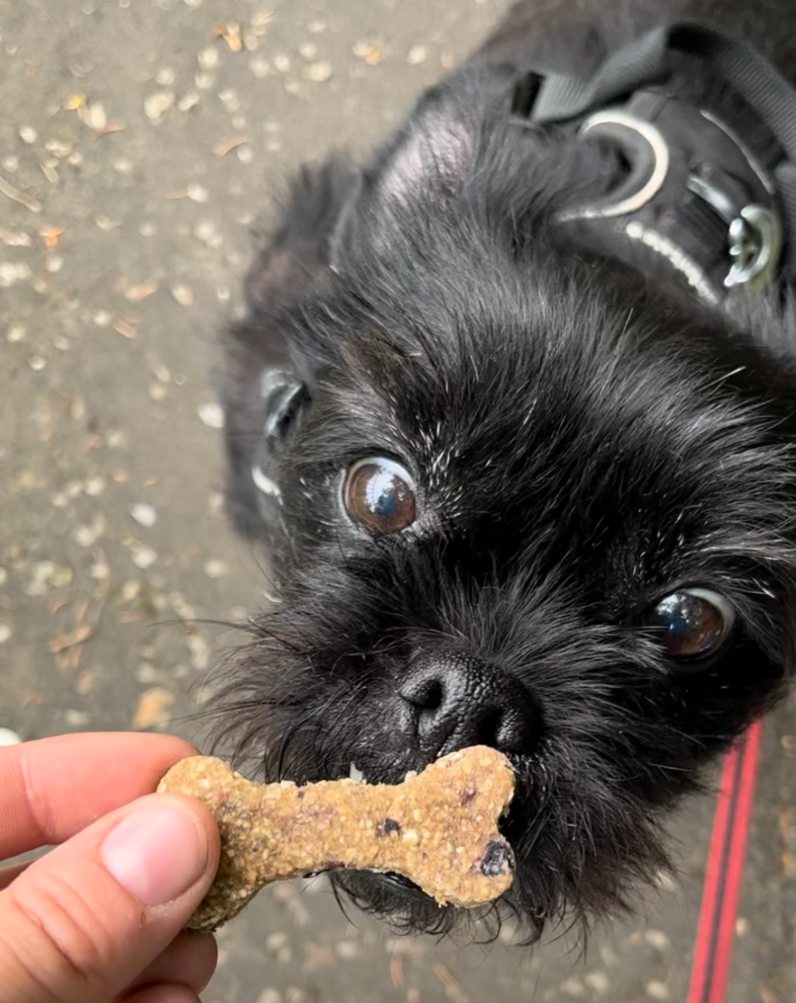 Blueberry & Banana Bones